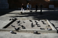 https://we-have-iuav.com/files/gimgs/th-68_68_pigeons-in-the-square.jpg